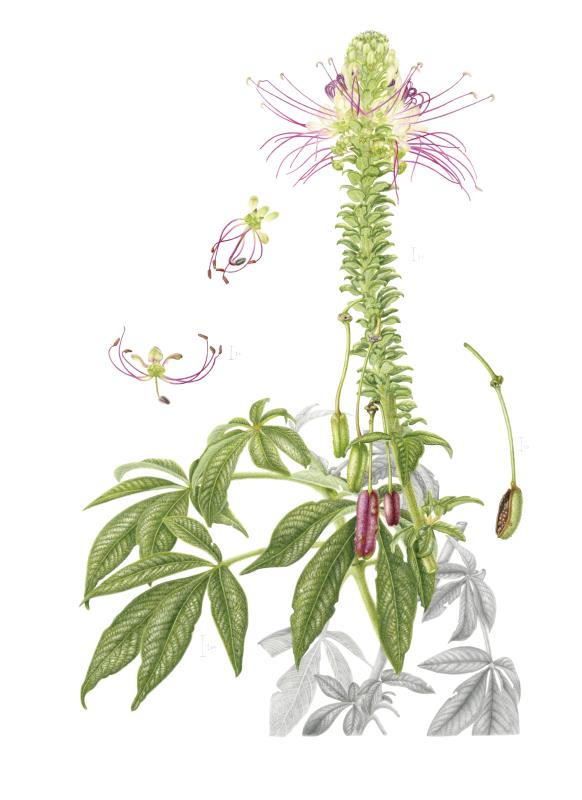 Cleome anomala Kunth.